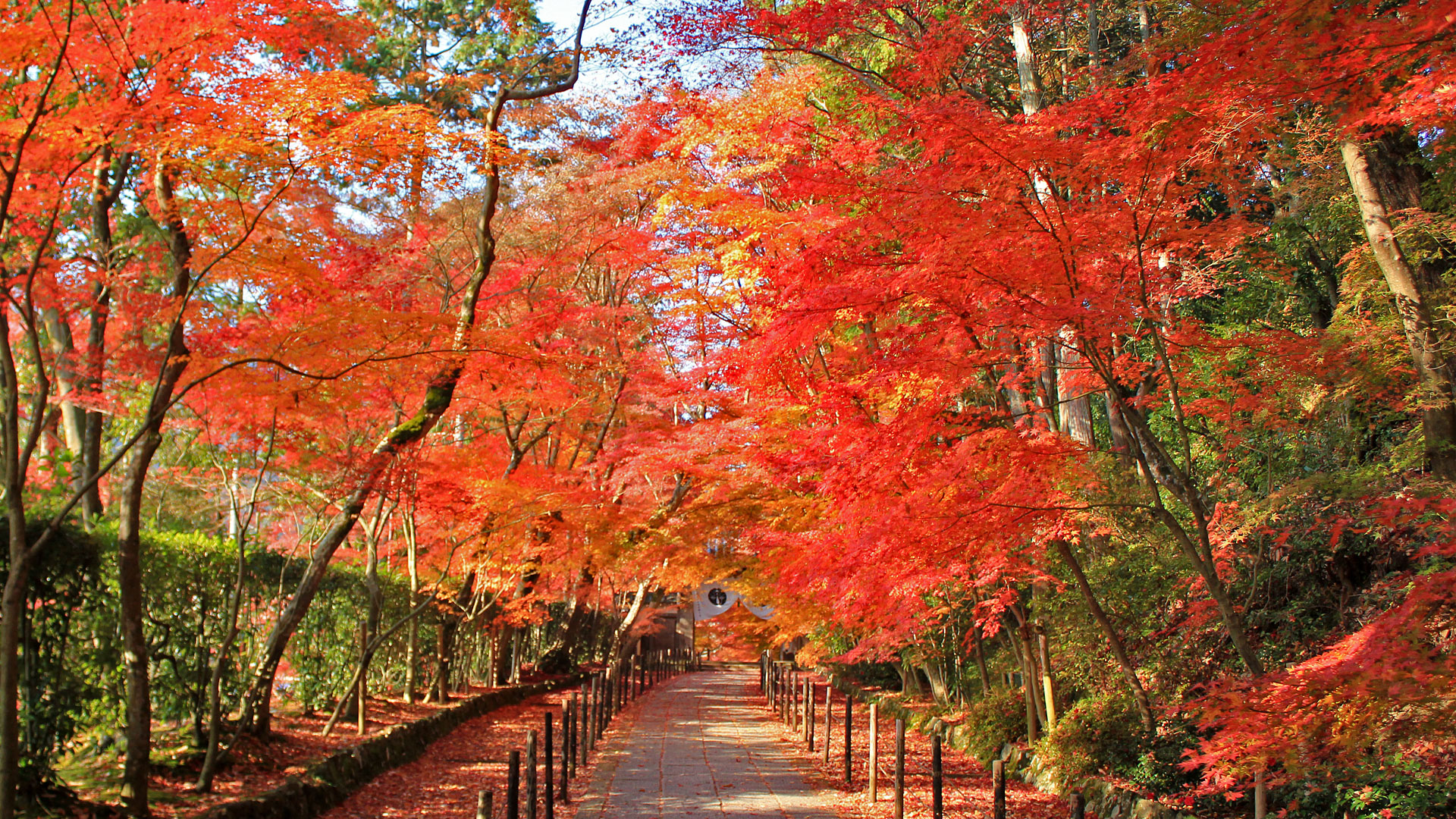 Autumn Leaves Japan Kyoto Experience Tour
